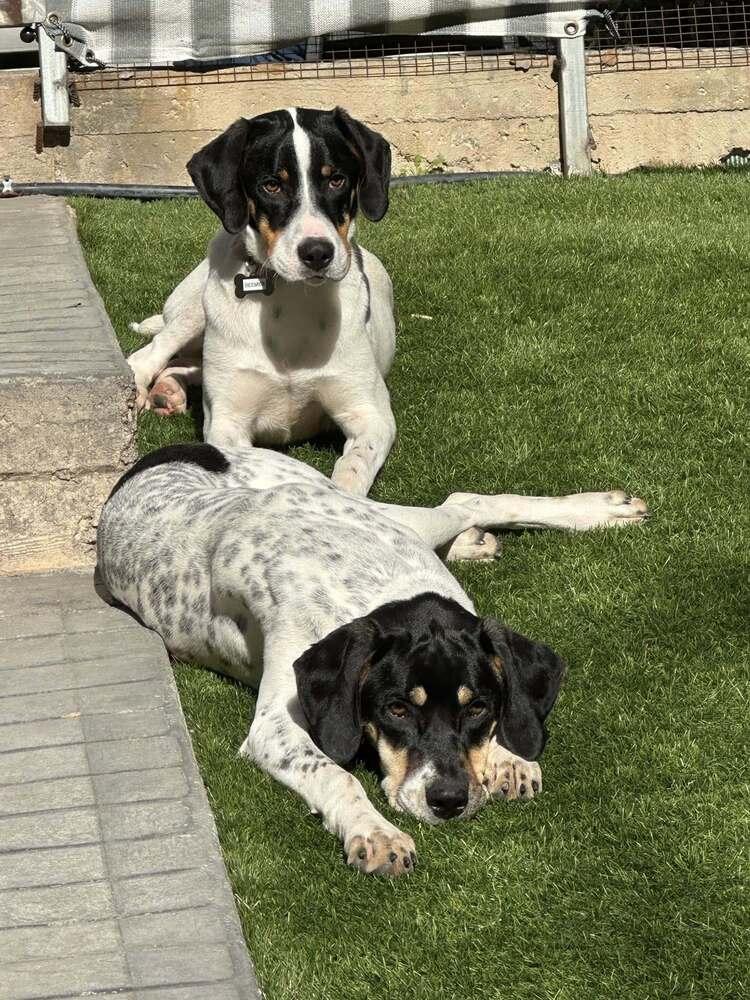 Available for Adoption - Beemer (IL, USA), a Adoptable mixed breed in Oak Park, IL image 5/6