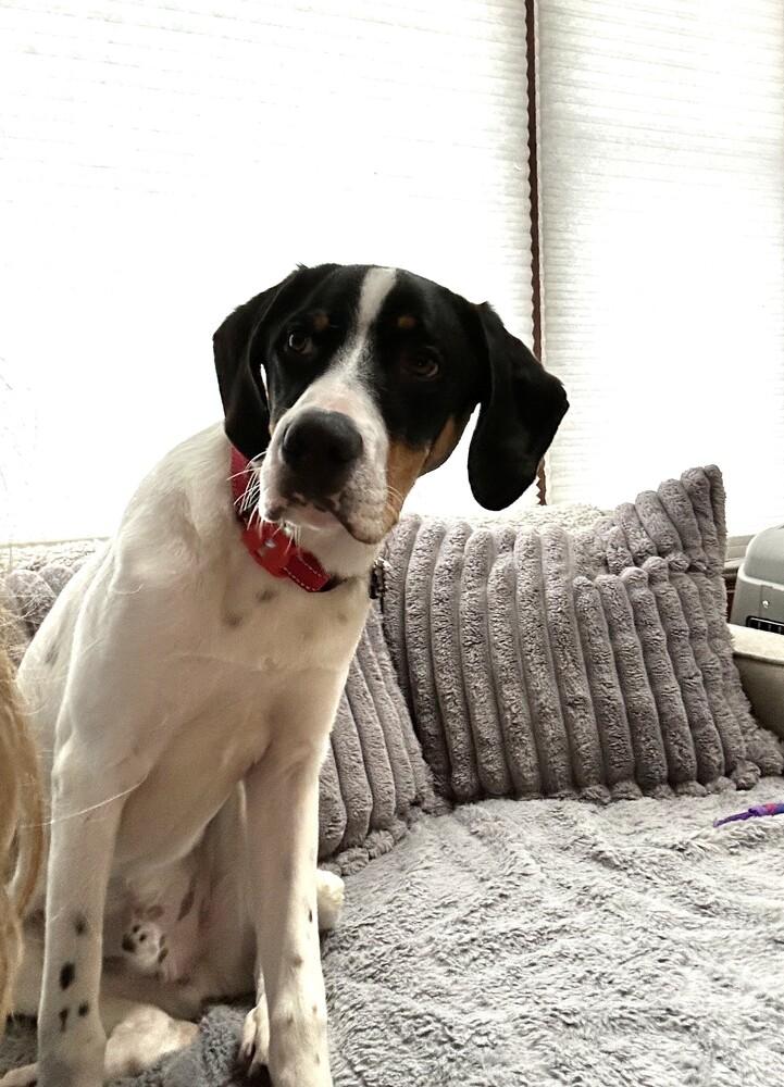 Available for Adoption - Beemer (IL, USA), a Adoptable mixed breed in Oak Park, IL image 6/6