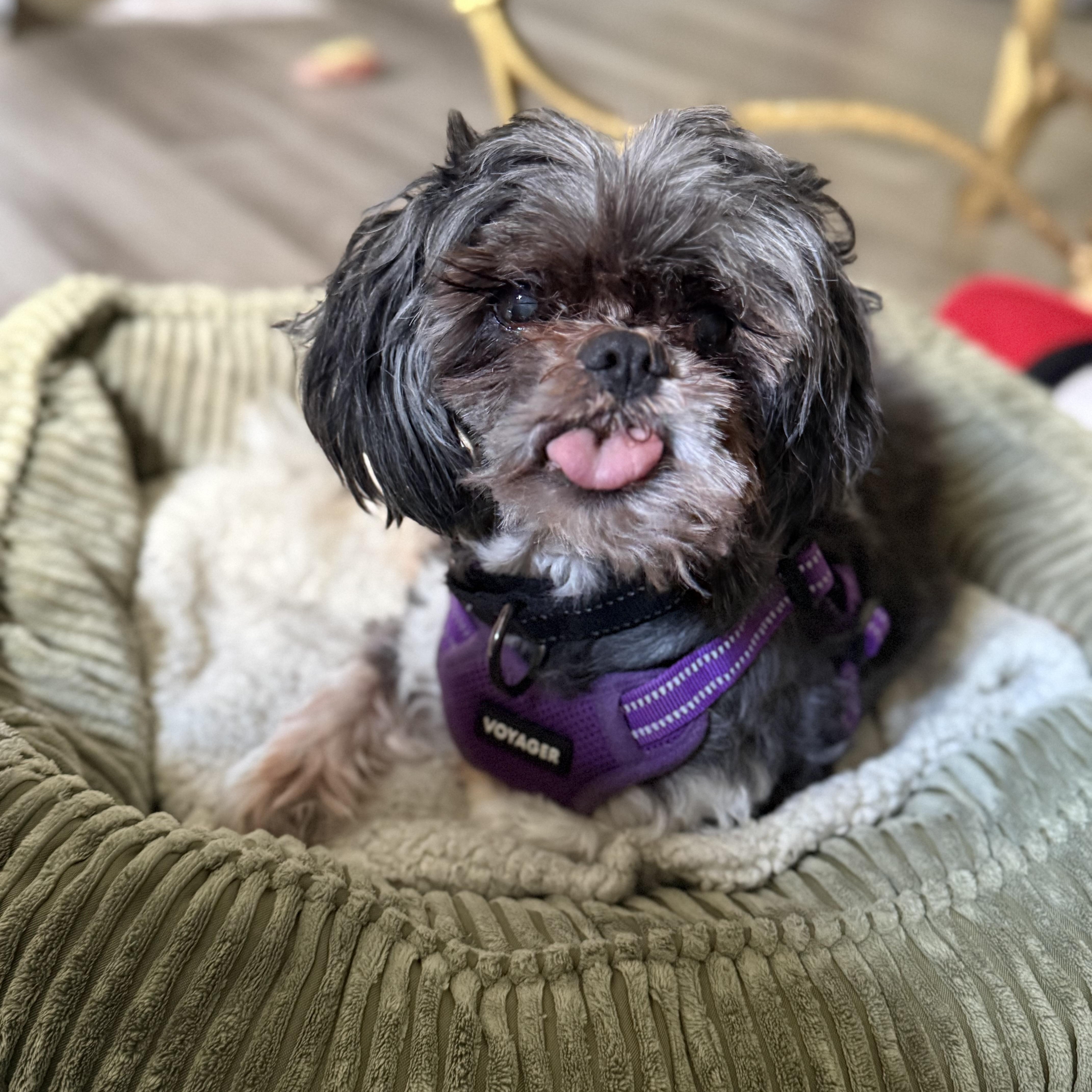 Bert, a Adoptable Shih Tzu in Rockville, MD image 2/6