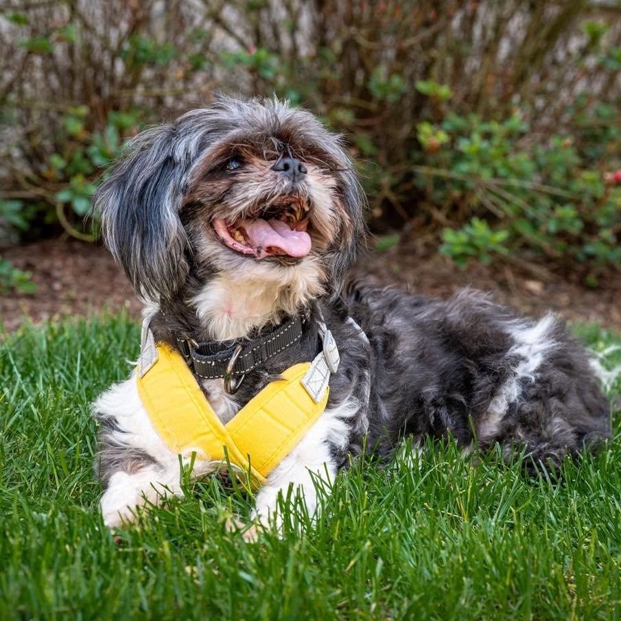 Bert, a Adoptable Shih Tzu in Rockville, MD image 1/6