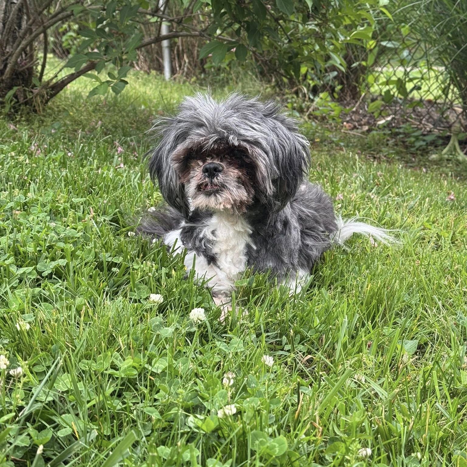 Bert, a Adoptable Shih Tzu in Rockville, MD image 4/6