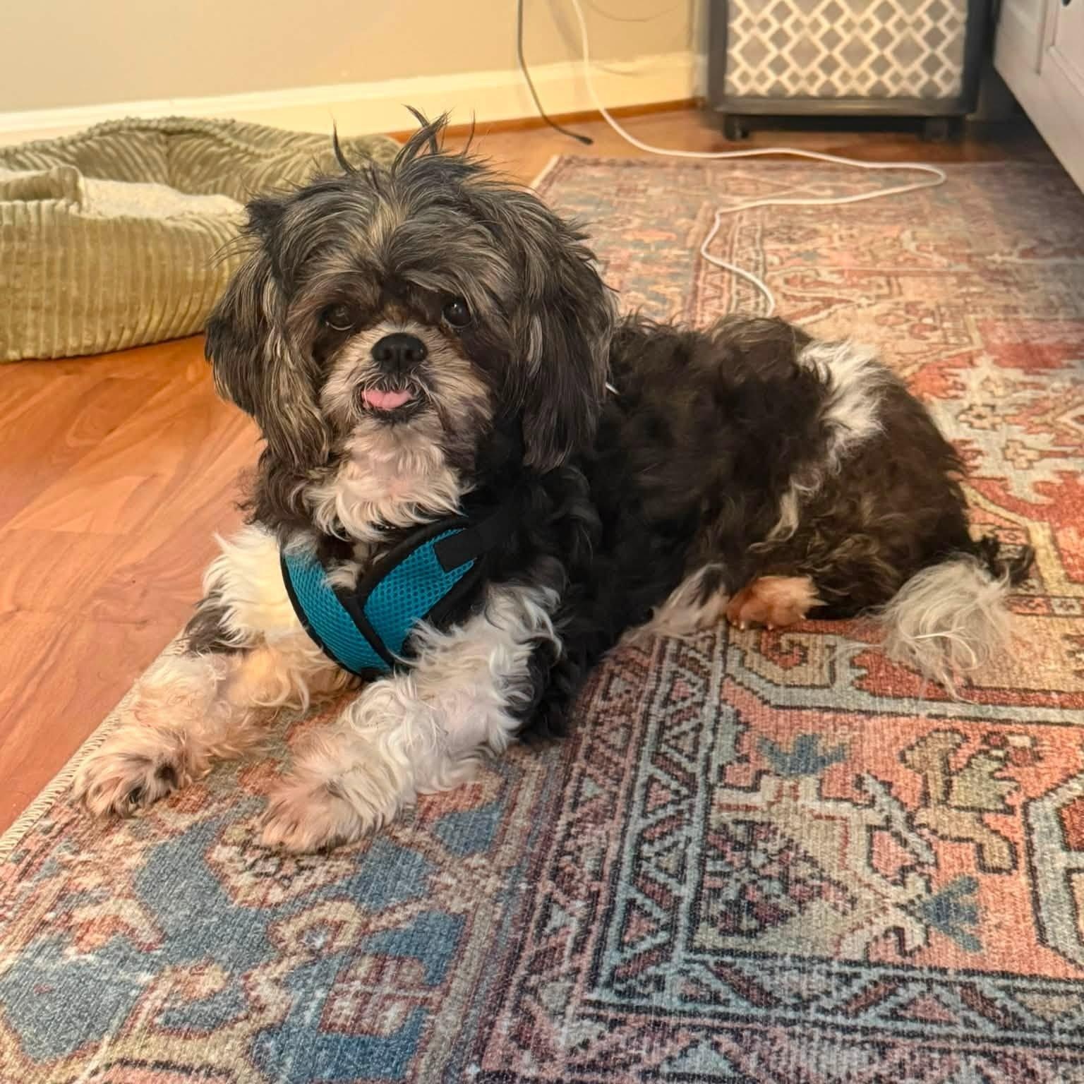 Bert, a Adoptable Shih Tzu in Rockville, MD image 6/6