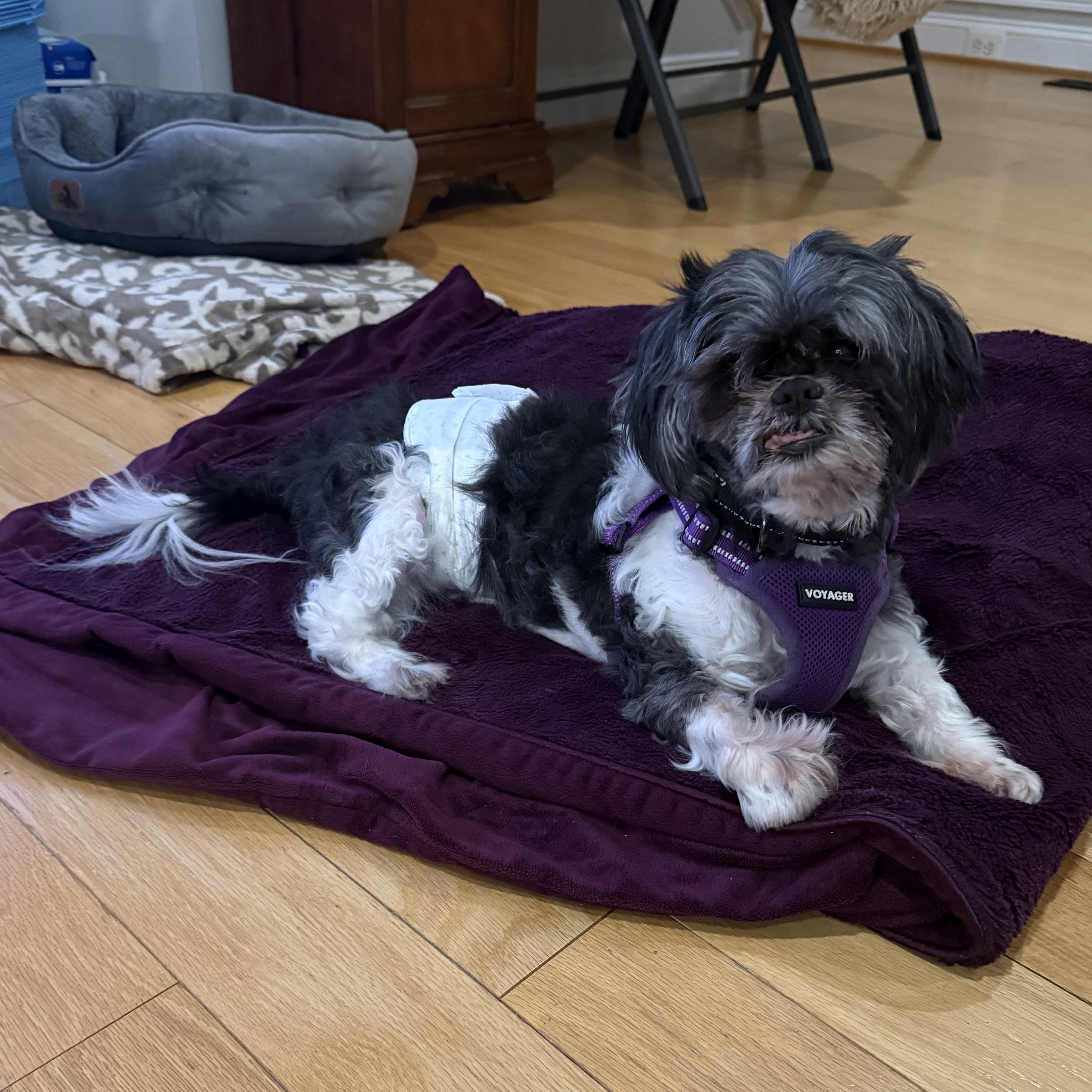 Bert, a Adoptable Shih Tzu in Rockville, MD image 3/6