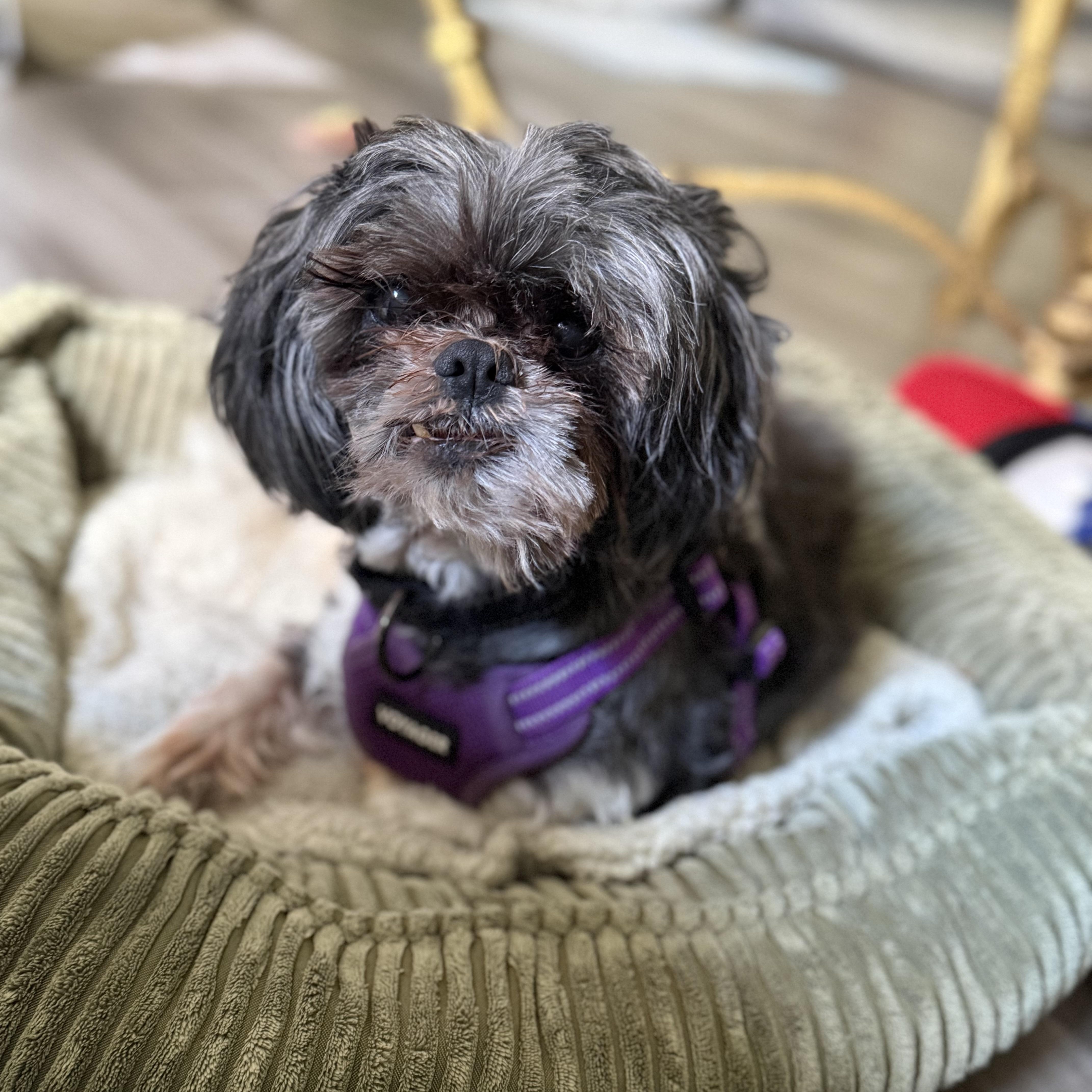 Bert, a Adoptable Shih Tzu in Rockville, MD image 5/6