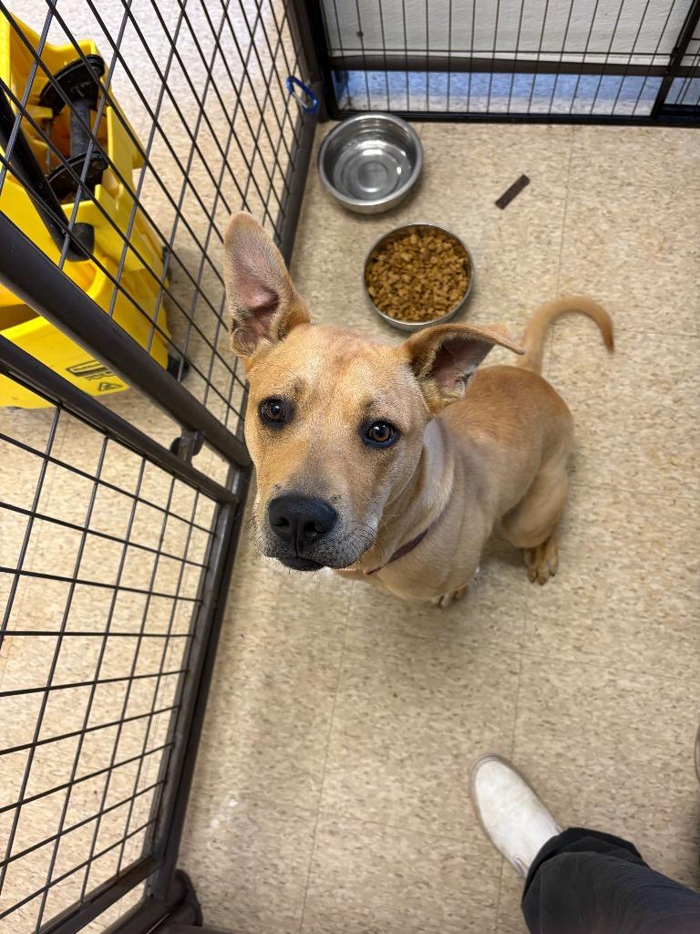 Pinto, a Adoptable mixed breed in Heber City, UT image 3/3