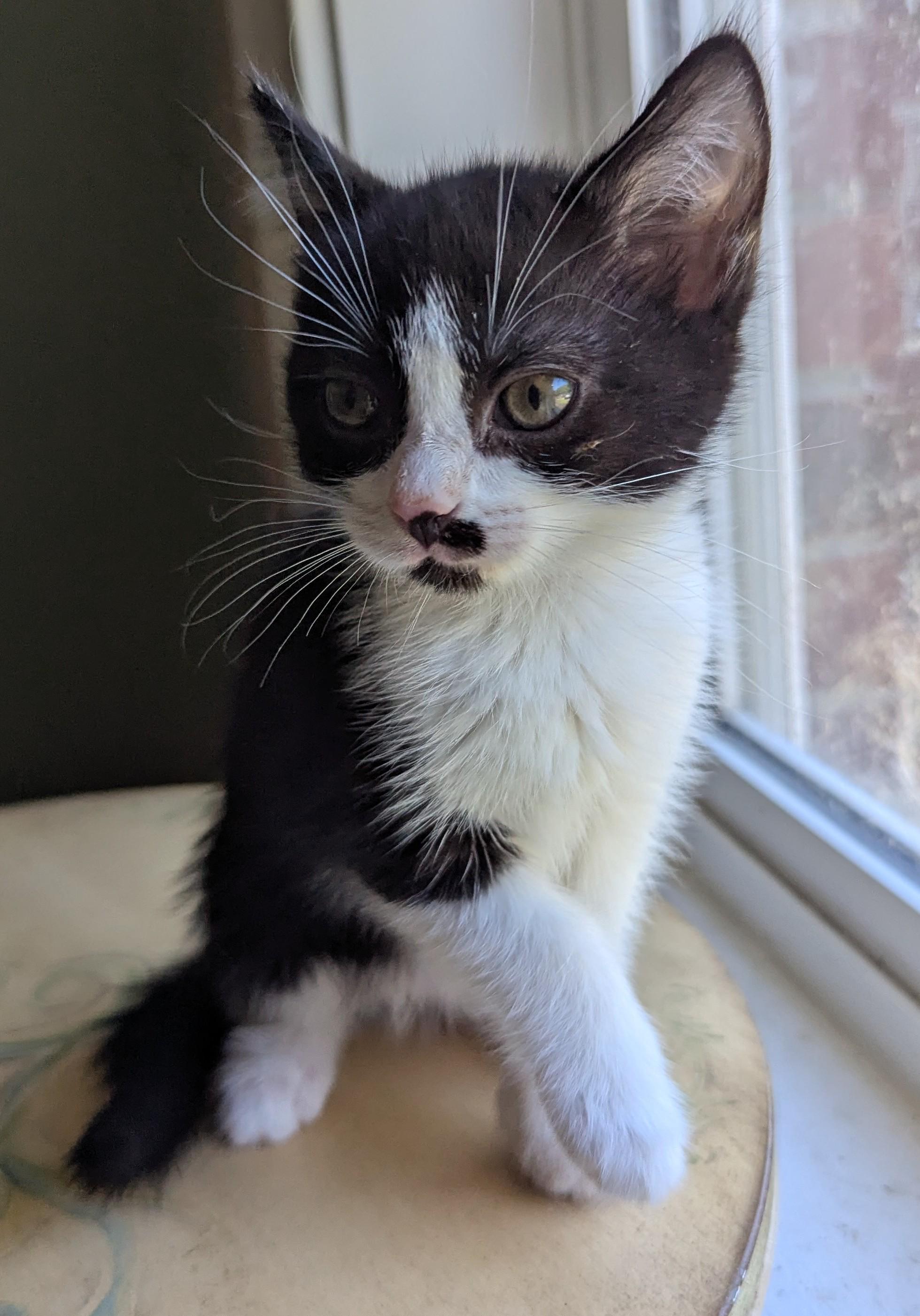 Typo, a ADOPTABLE Domestic Short Hair in Malden, MA image 3/3