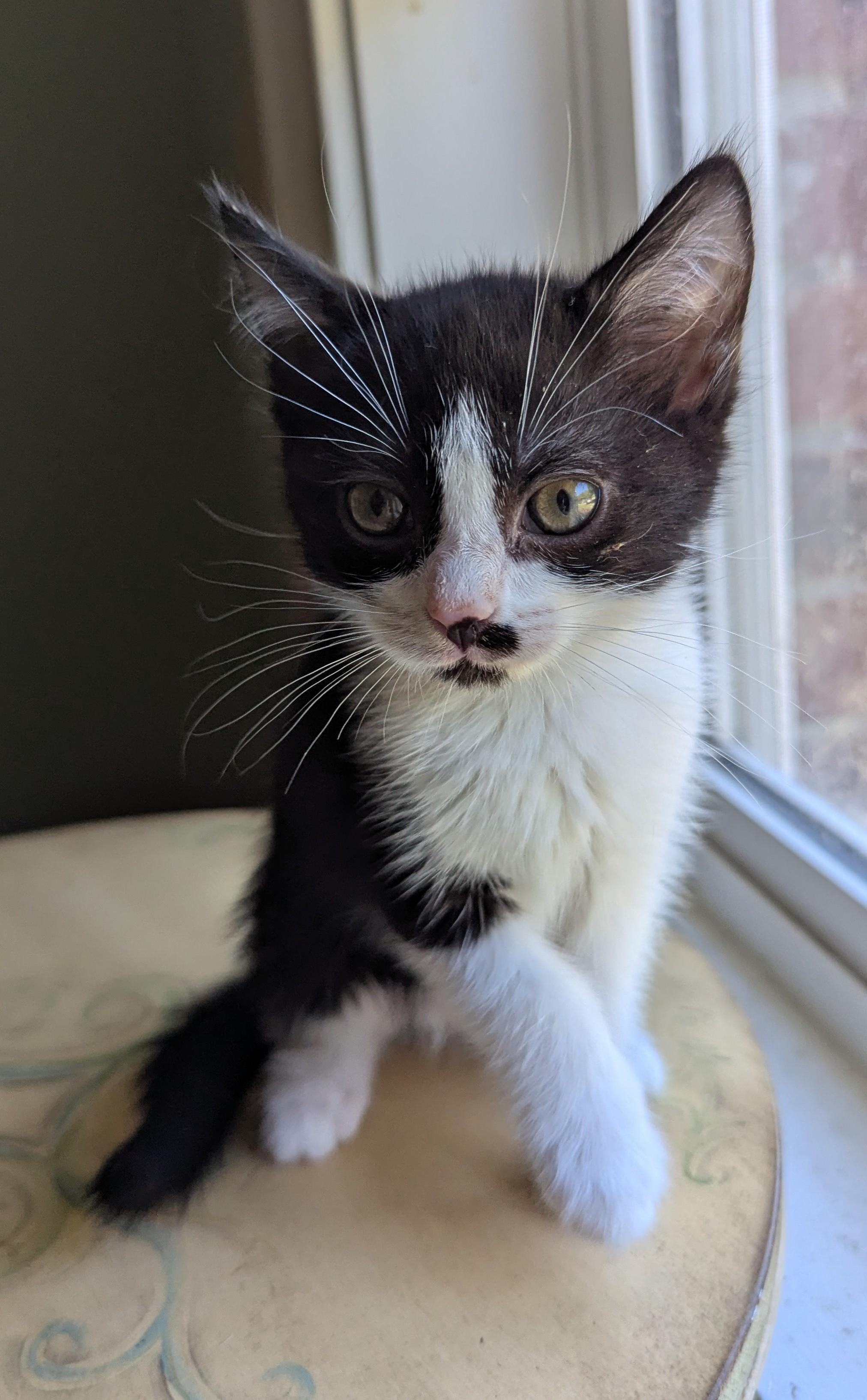 Typo, a ADOPTABLE Domestic Short Hair in Malden, MA image 2/3