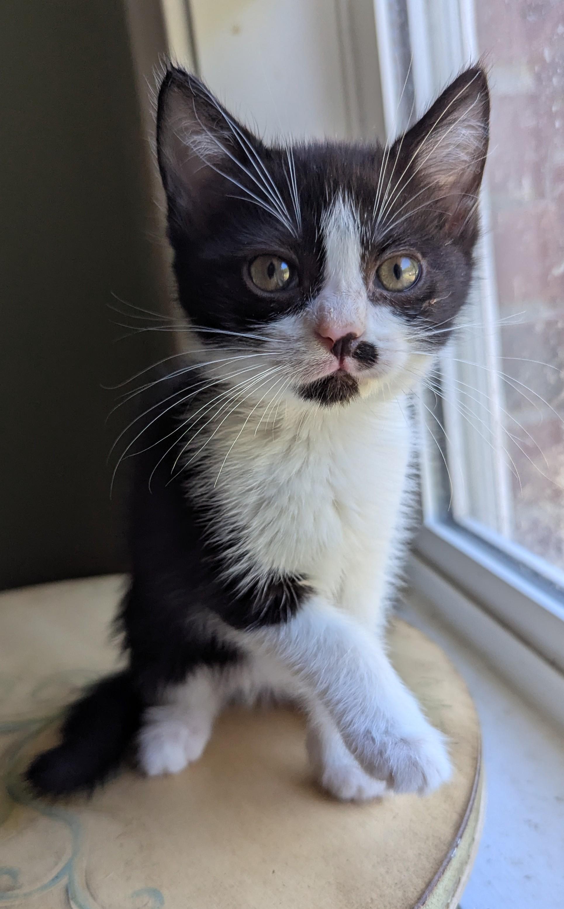 Typo, ADOPTABLE, Kitten Female Domestic Short Hair.
