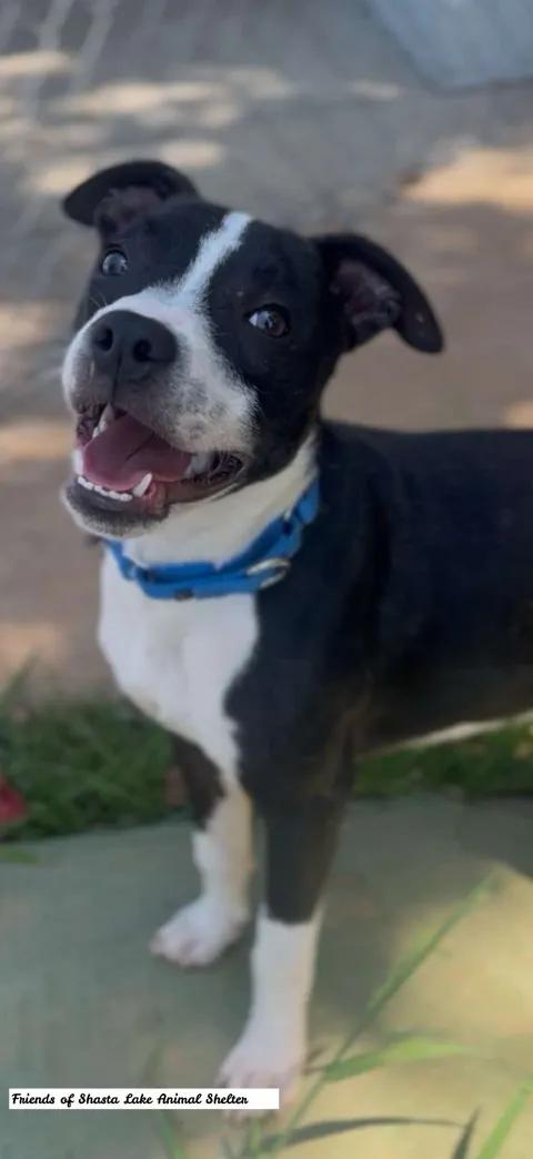 Charlie, an adopted mixed breed in Shasta Lake, CA image 3/3