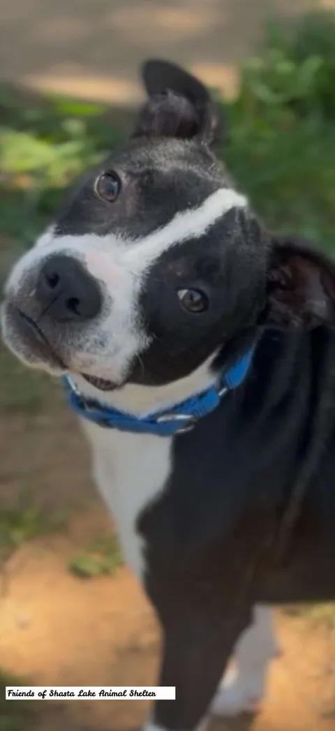 Charlie, an adopted mixed breed in Shasta Lake, CA image 2/3