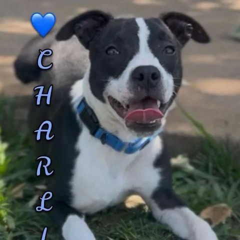 Charlie, adopted, Young Male Pit Bull Terrier & Mixed Breed.