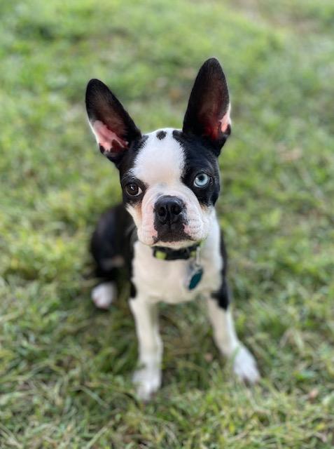 Enlarge Kirby, a Adoptable Boston Terrier in Minneapolis, MN image 1/6