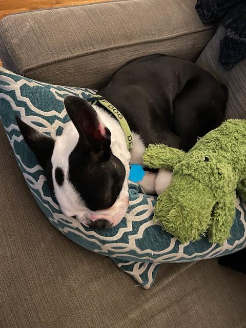 Enlarge Kirby, a Adoptable Boston Terrier in Minneapolis, MN image 2/6