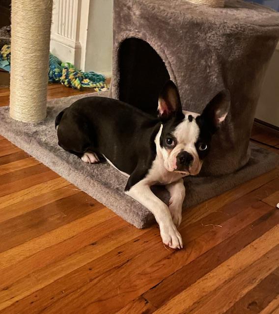 Enlarge Kirby, a Adoptable Boston Terrier in Minneapolis, MN image 4/6