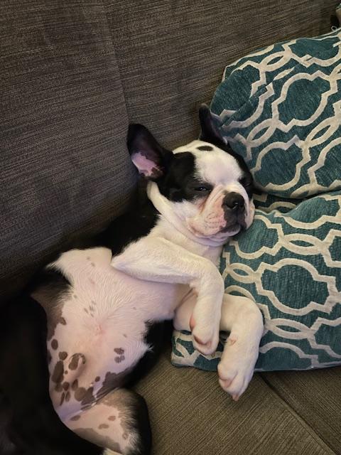 Enlarge Kirby, a Adoptable Boston Terrier in Minneapolis, MN image 6/6