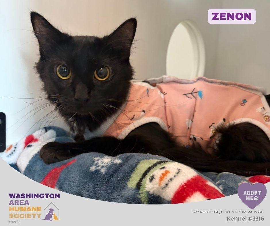 Enlarge Zenon, a Adoptable mixed breed in Eighty Four, PA image 1/1