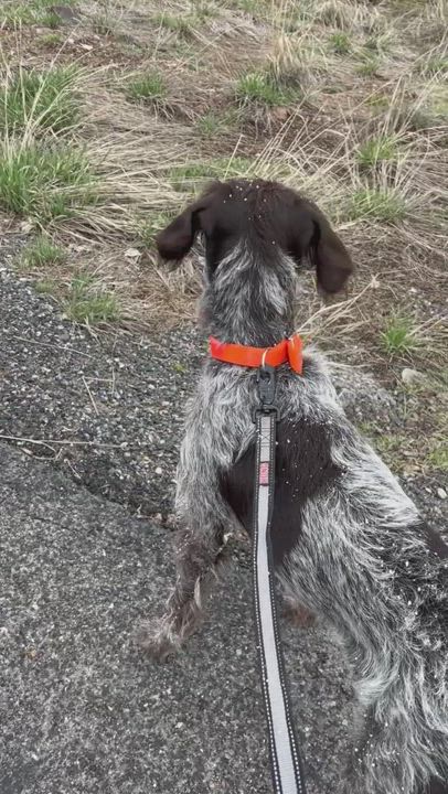 Enlarge Zeus, a Adopted German Wirehaired Pointer in Park City, UT video 1/3