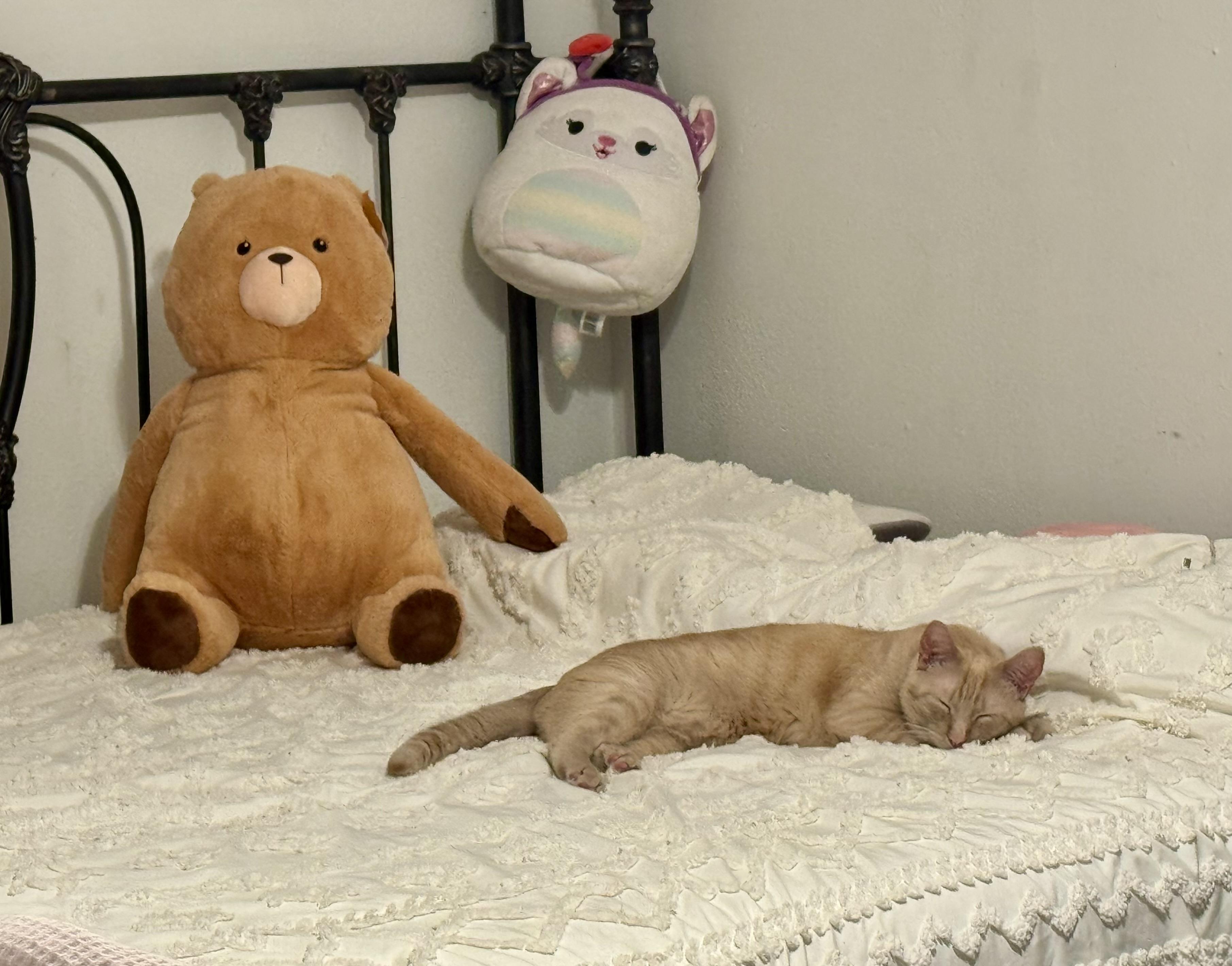 Enlarge Dunkin, a Adoptable Domestic Short Hair in largo, FL image 2/3