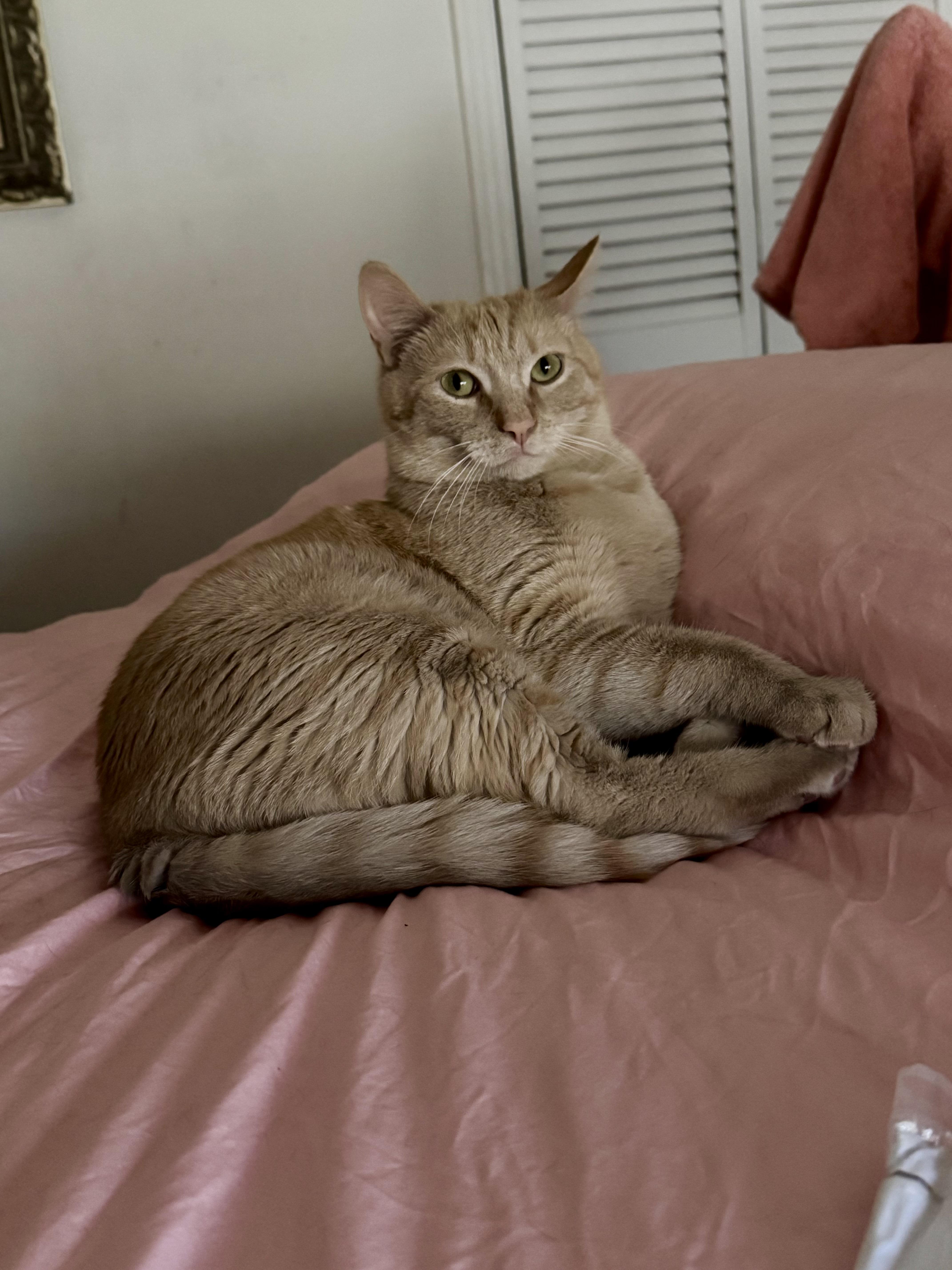 Enlarge Dunkin, a Adoptable Domestic Short Hair in largo, FL image 1/3