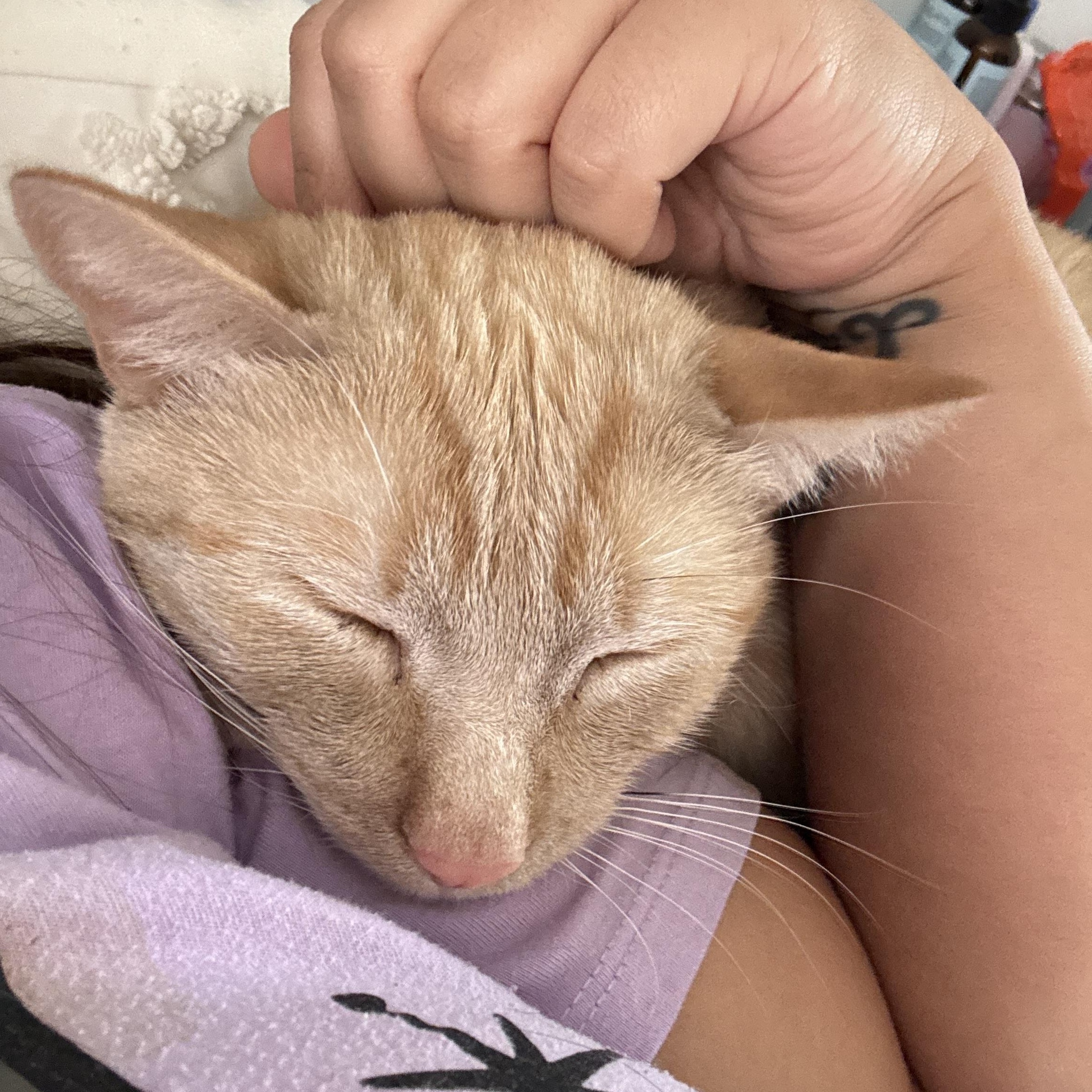 Enlarge Dunkin, a Adoptable Domestic Short Hair in largo, FL image 3/3