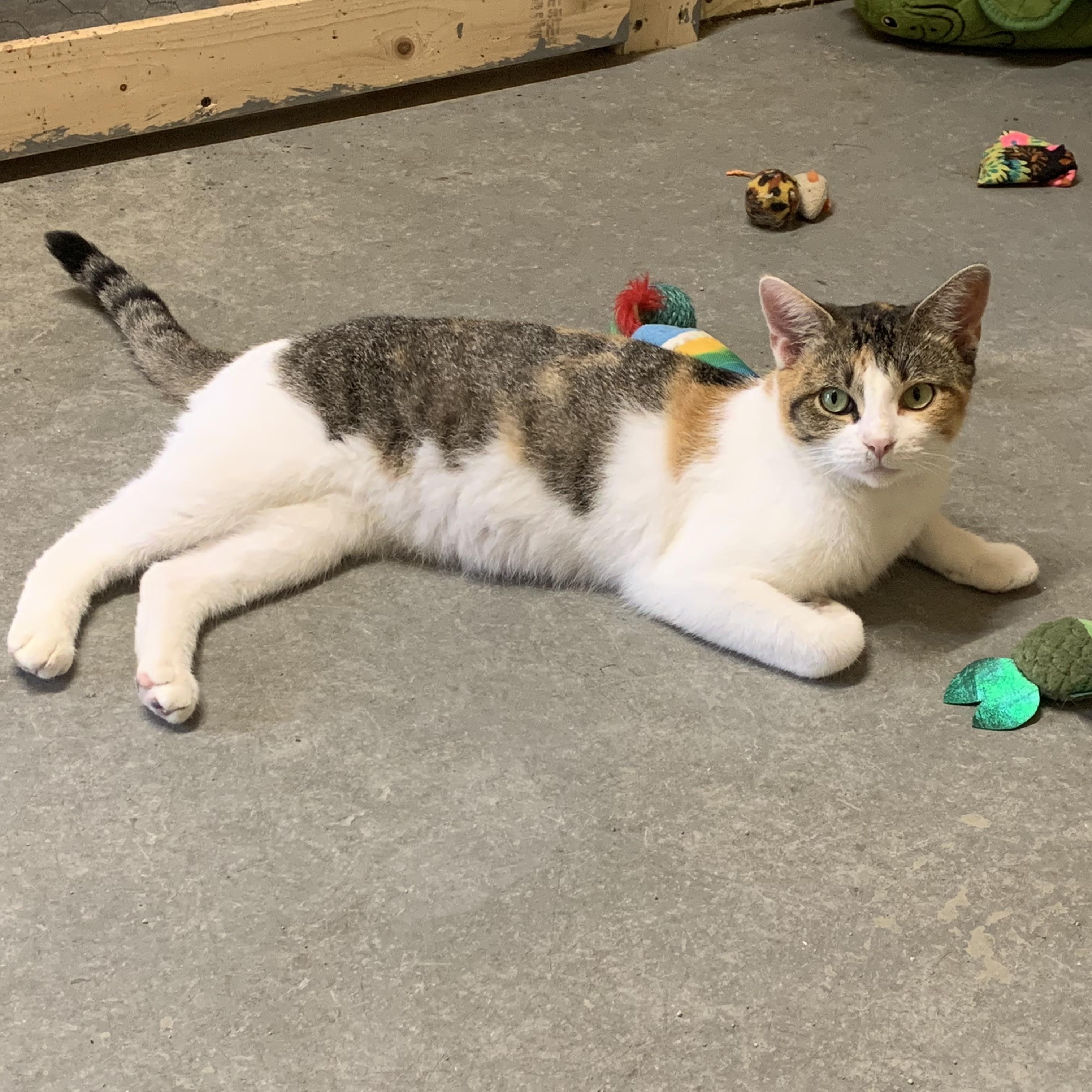 Lacey, Adoptable, Adult Female Dilute Tortoiseshell.