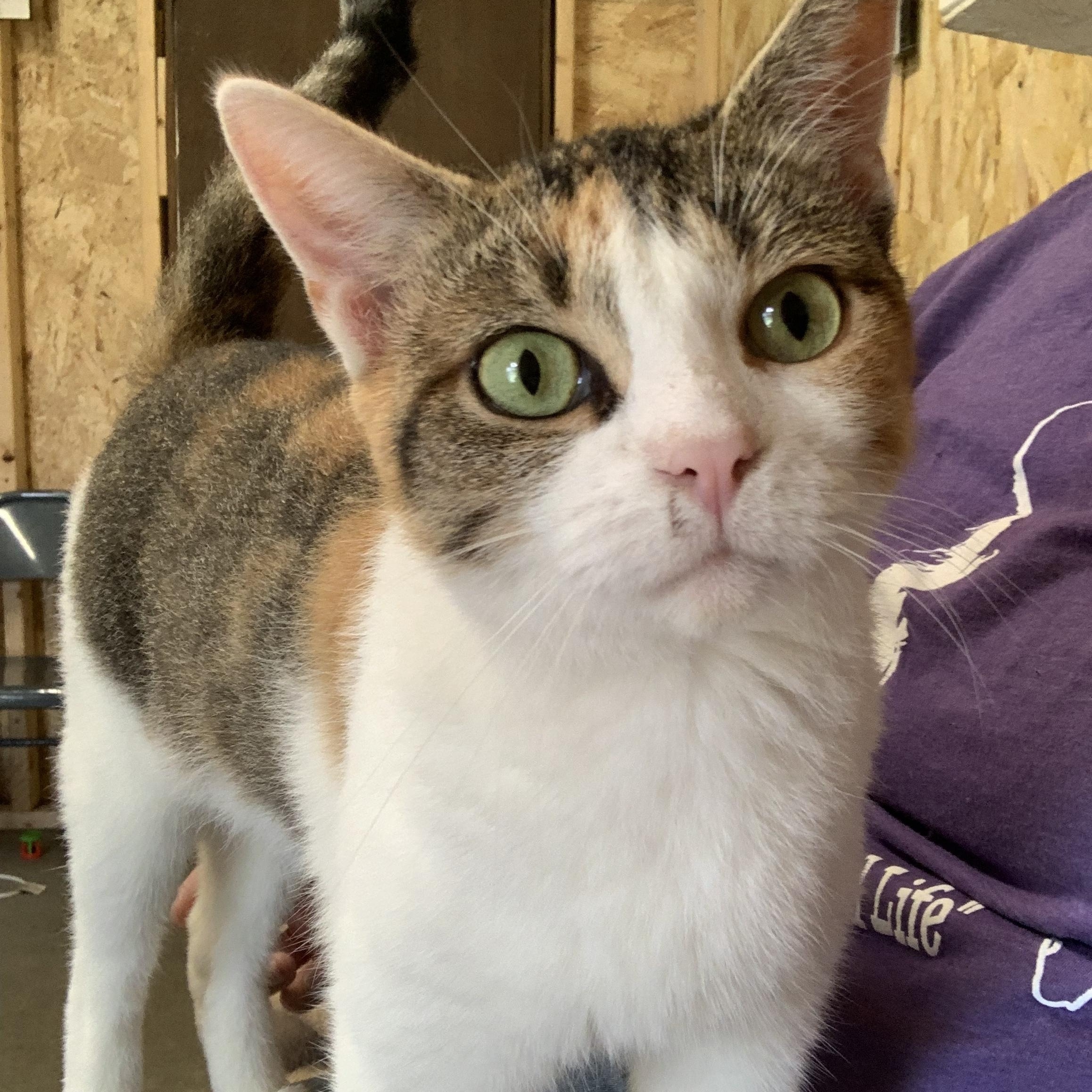 Enlarge Lacey, a Adoptable Dilute Tortoiseshell in Ludington, MI image 3/5