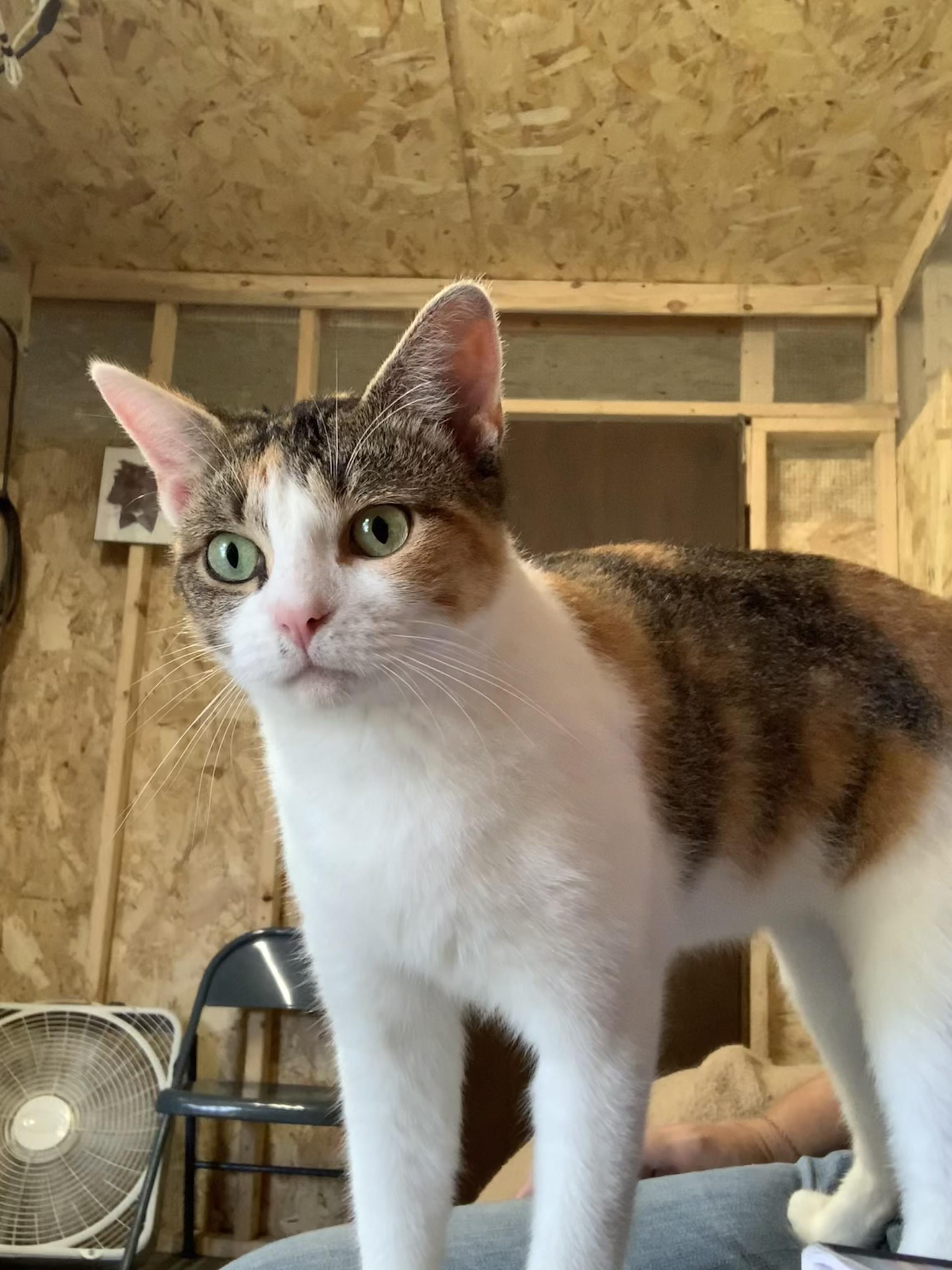 Enlarge Lacey, a Adoptable Dilute Tortoiseshell in Ludington, MI image 4/5