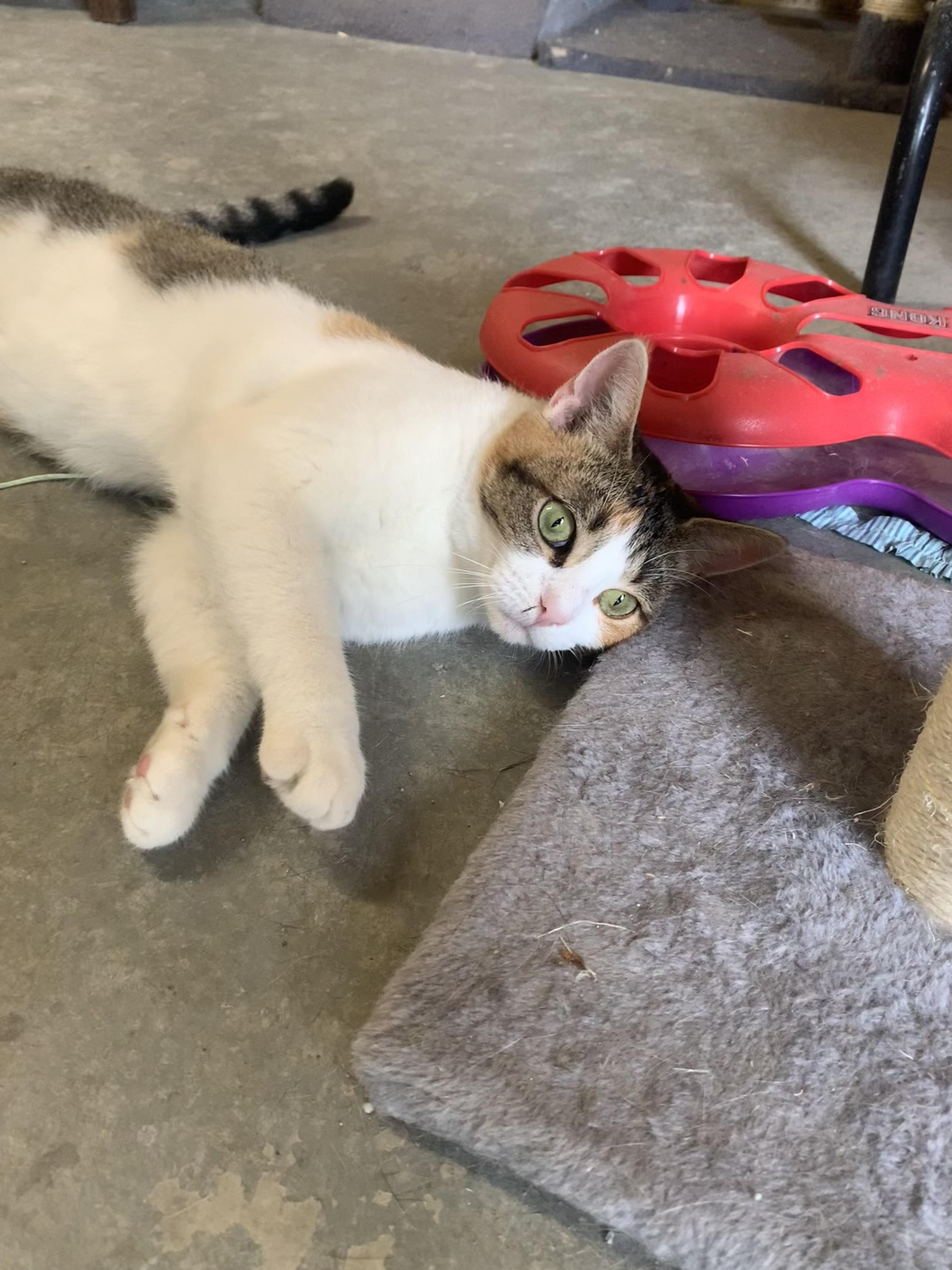 Enlarge Lacey, a Adoptable Dilute Tortoiseshell in Ludington, MI image 5/5