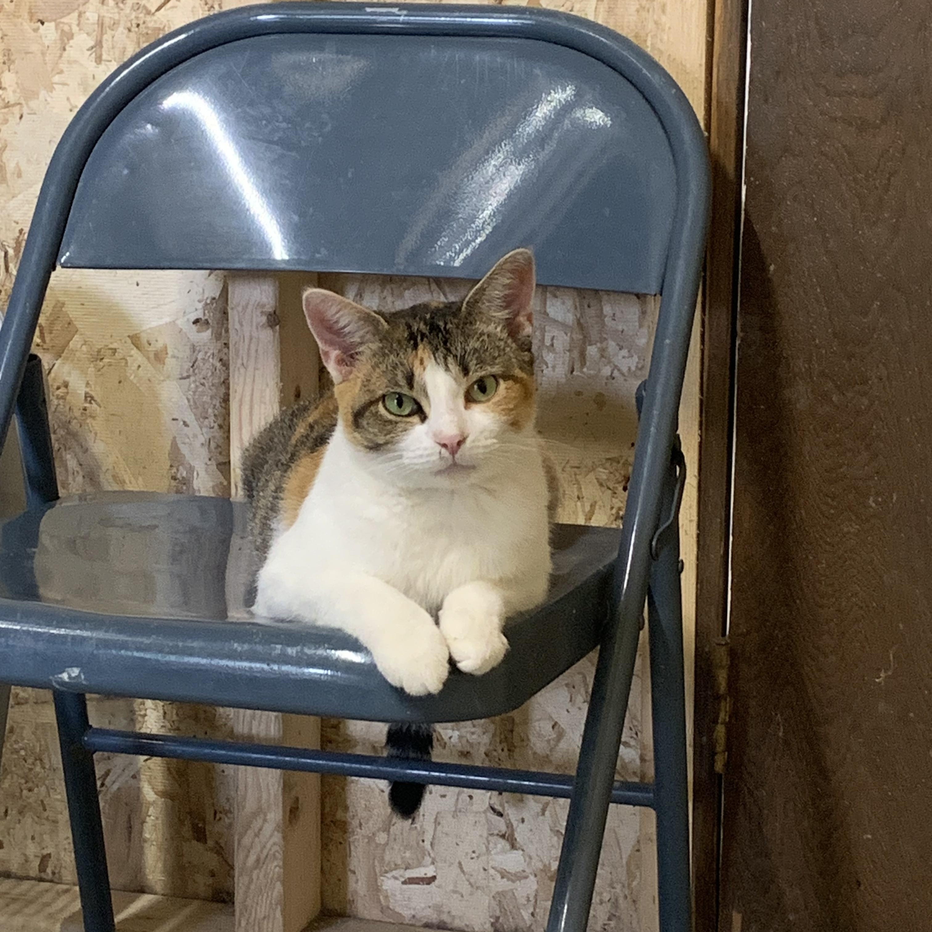 Enlarge Lacey, a Adoptable Dilute Tortoiseshell in Ludington, MI image 2/5