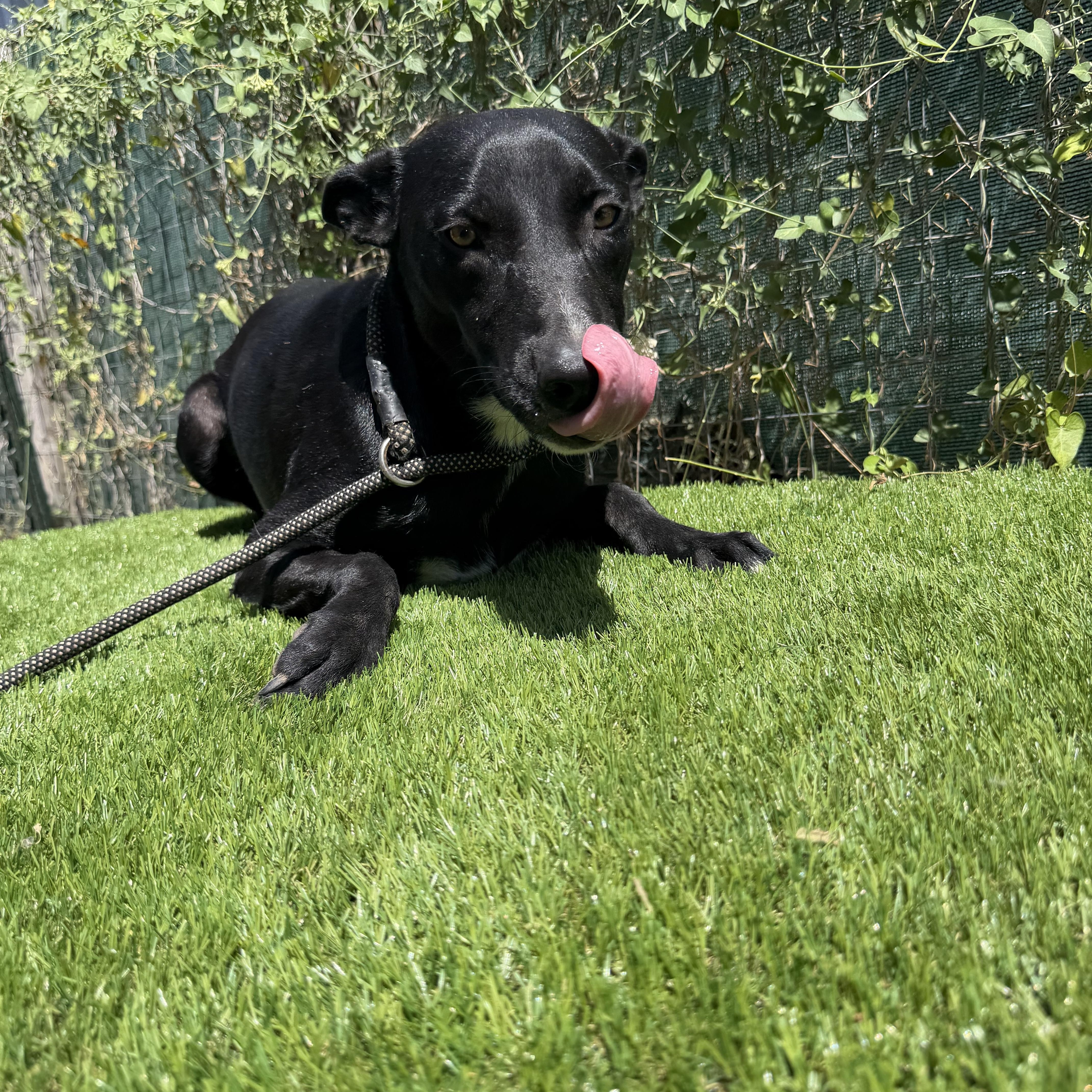 Enlarge Picasso, a Adoptable mixed breed in Portland , ME image 1/6