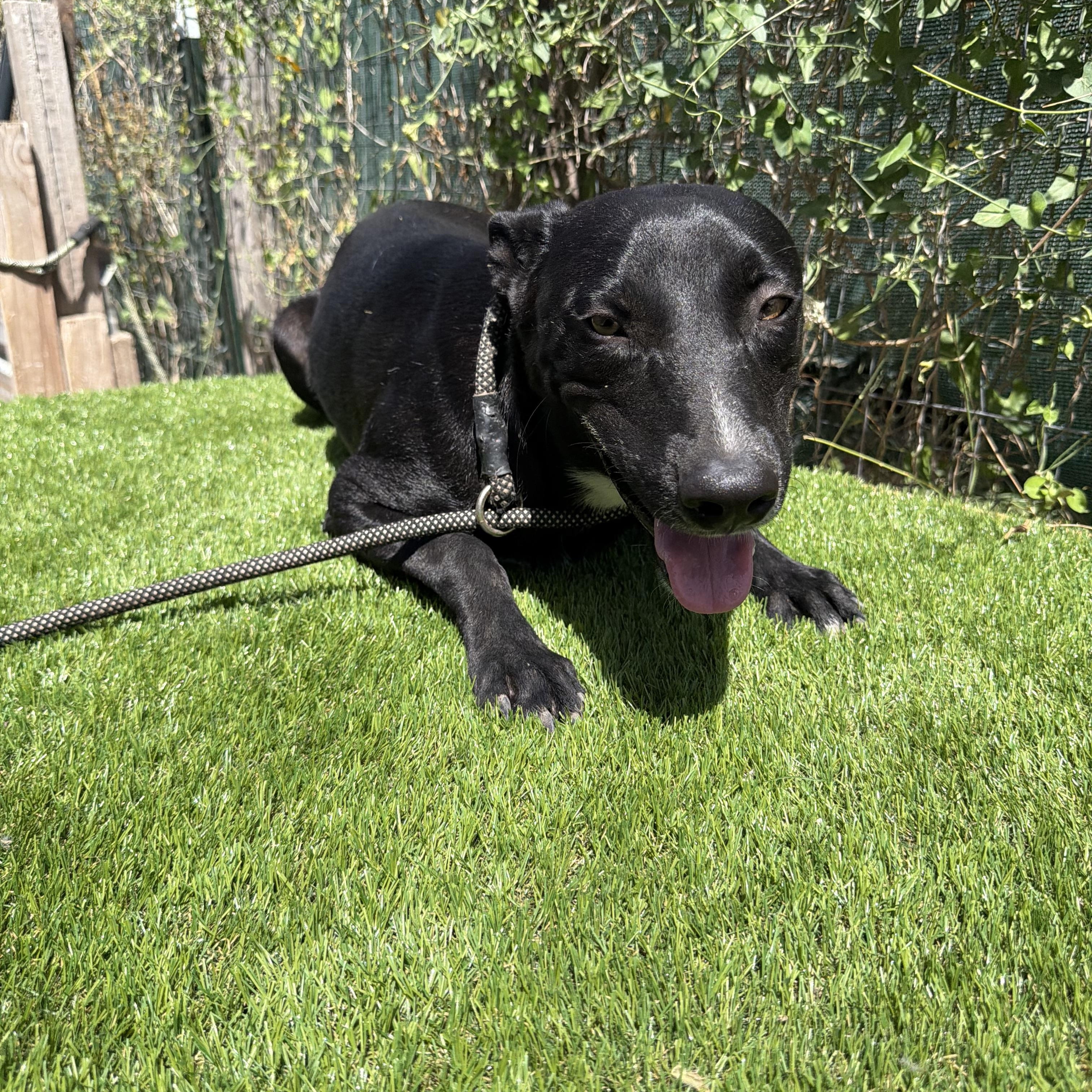 Enlarge Picasso, a Adoptable mixed breed in Portland , ME image 6/6