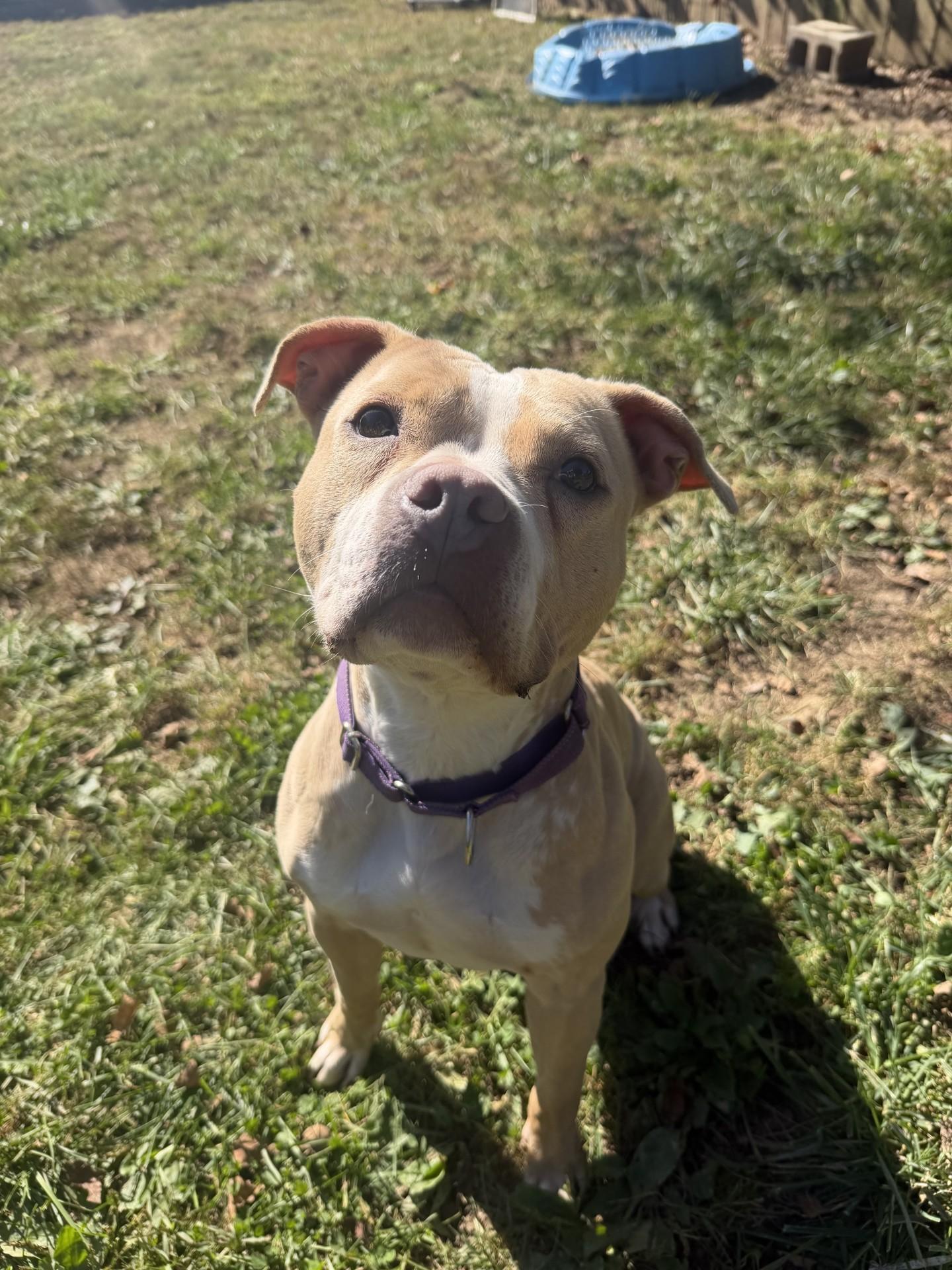Tilly, Adoptable, Adult Female Pit Bull Terrier.