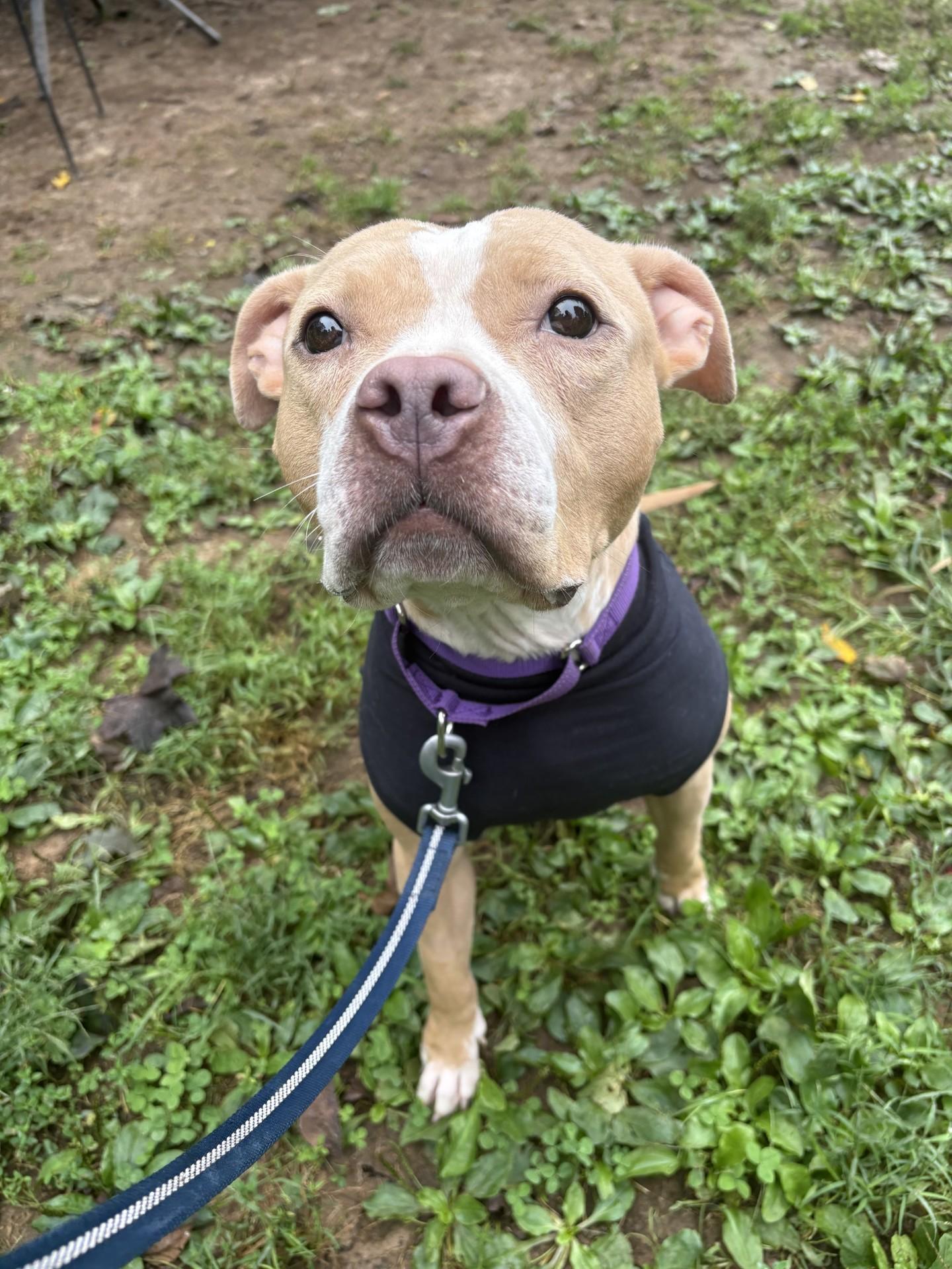 Enlarge Tilly, a Adoptable mixed breed in South Charleston, OH image 2/3