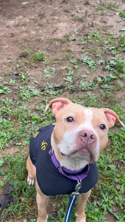 Enlarge Tilly, a Adoptable mixed breed in South Charleston, OH video 3/3