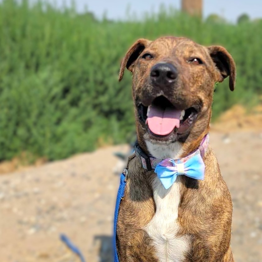 Irene: RIDGE DOG GRADUATE FROM PRISON FACILITY, an adoptable Pit Bull Terrier in Othello, WA, 99344 | Photo Image 3