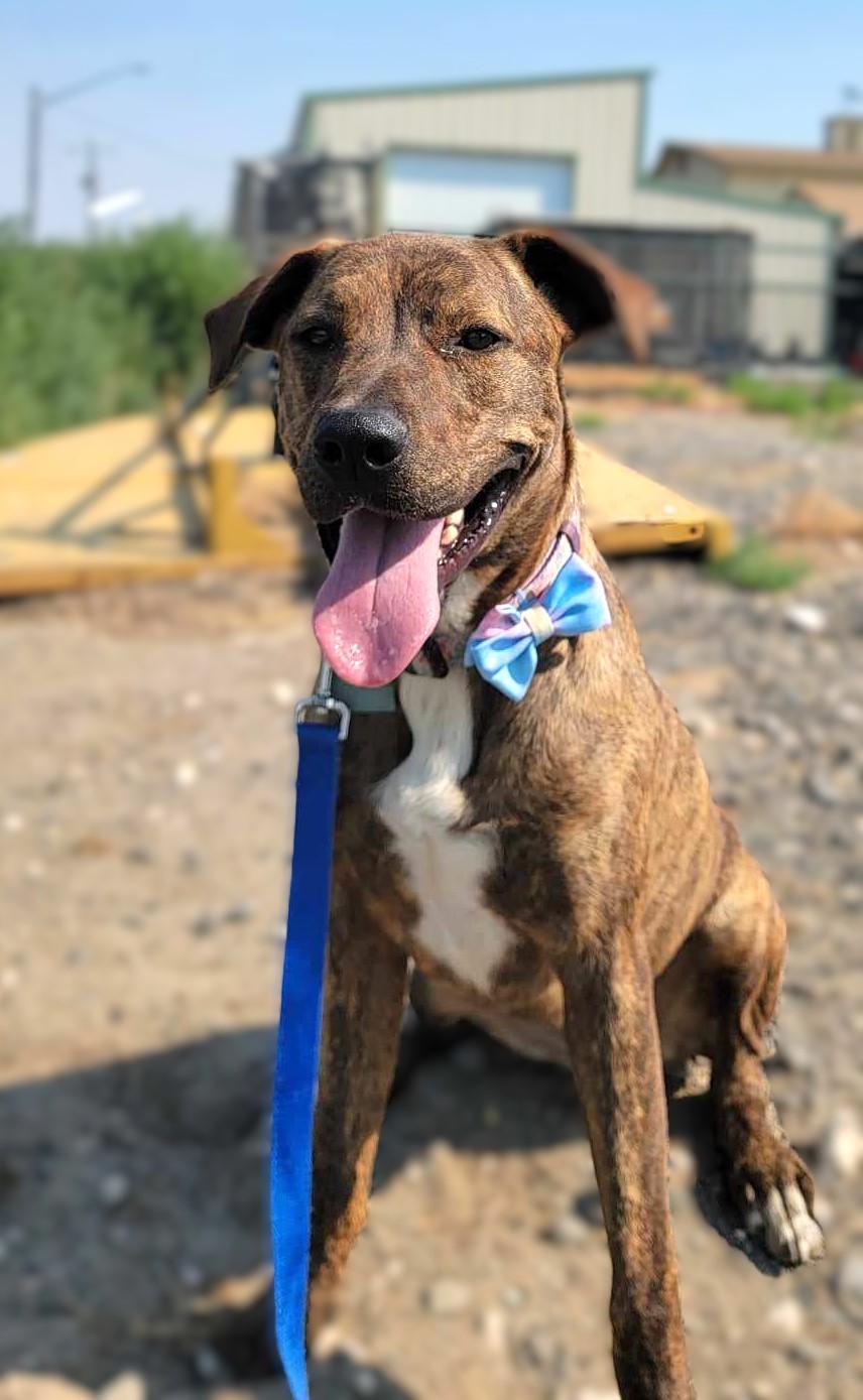 Irene: RIDGE DOG GRADUATE FROM PRISON FACILITY, an adoptable Pit Bull Terrier in Othello, WA, 99344 | Photo Image 2