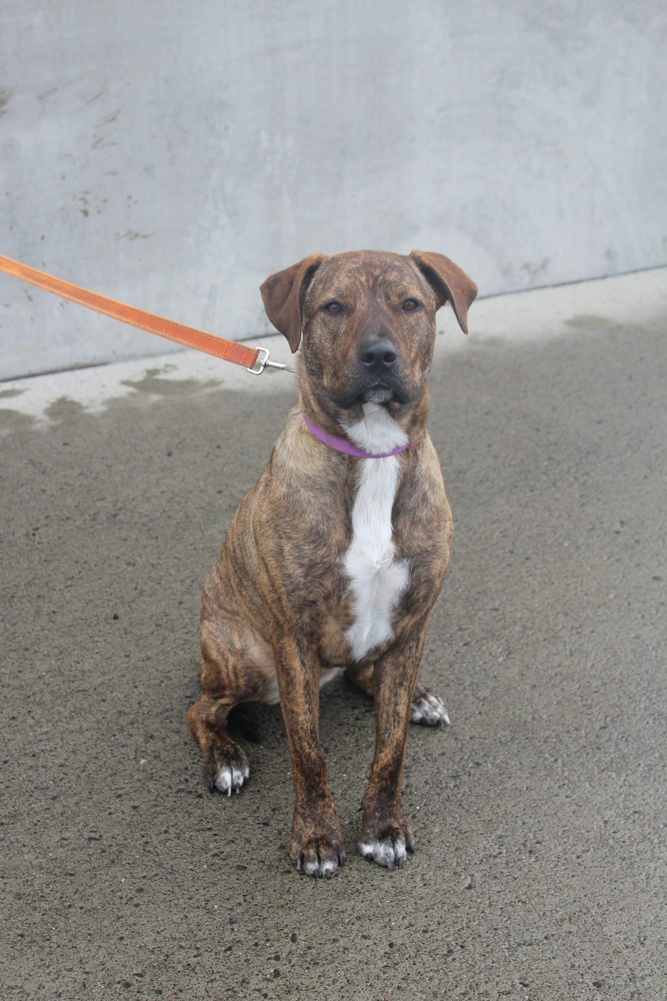 Irene: RIDGE DOG GRADUATE FROM PRISON FACILITY, an adoptable Pit Bull Terrier in Othello, WA, 99344 | Photo Image 4