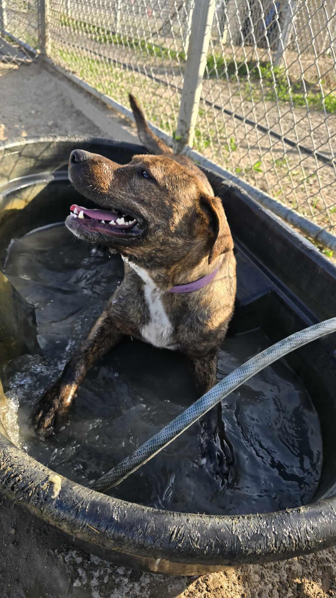 Irene: RIDGE DOG GRADUATE FROM PRISON FACILITY, Adult Female Pit Bull Terrier