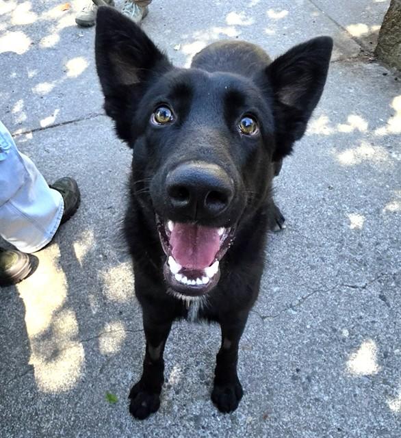 Slinky, ADOPTABLE, Young Male German Shepherd Dog.