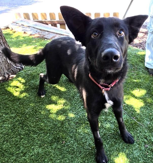 Slinky, a ADOPTABLE German Shepherd Dog in Phoenix, OR image 2/4