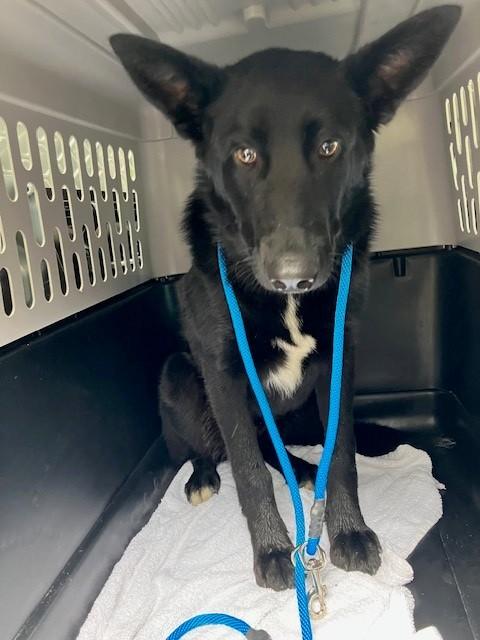 Slinky, a ADOPTABLE German Shepherd Dog in Phoenix, OR image 3/4