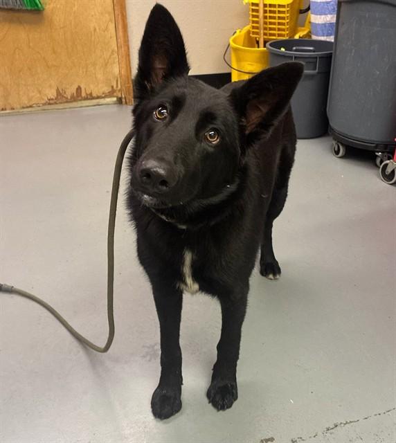 Slinky, a ADOPTABLE German Shepherd Dog in Phoenix, OR image 4/4