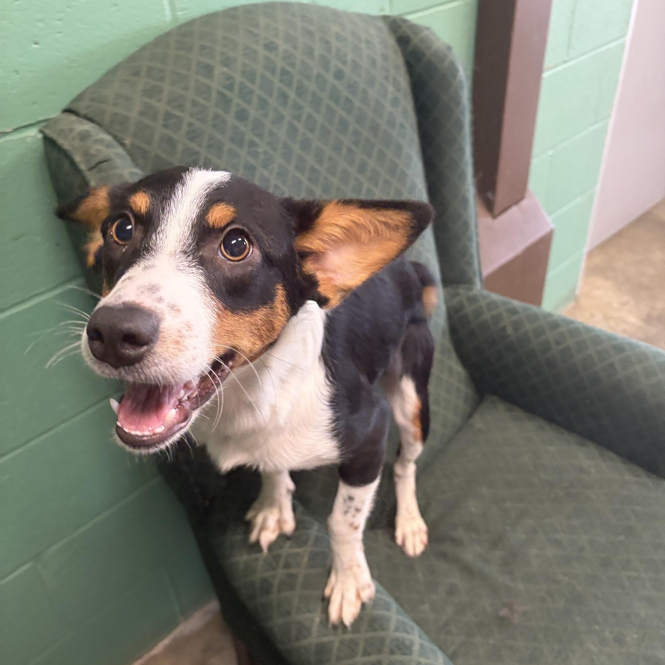 Enlarge Chanel, a Adoptable mixed breed in Seneca, PA image 2/2