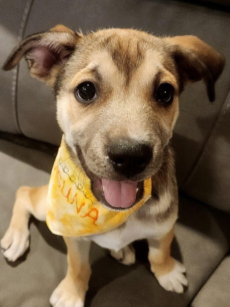 Enlarge Laguna, a Adoptable mixed breed in TUCSON, AZ image 4/6