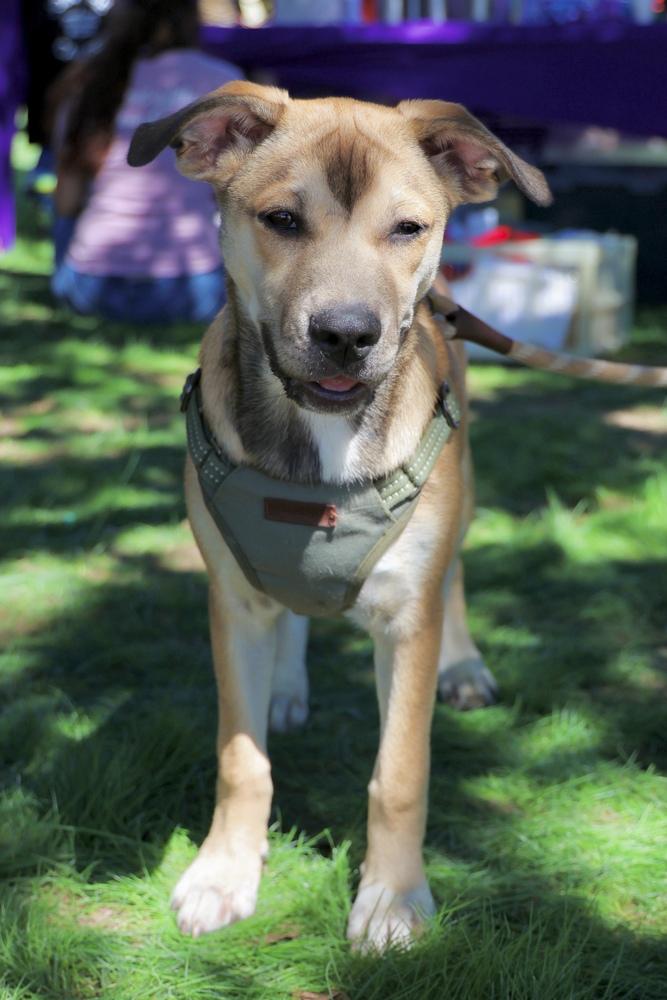 Enlarge Laguna, a Adoptable mixed breed in TUCSON, AZ image 2/6