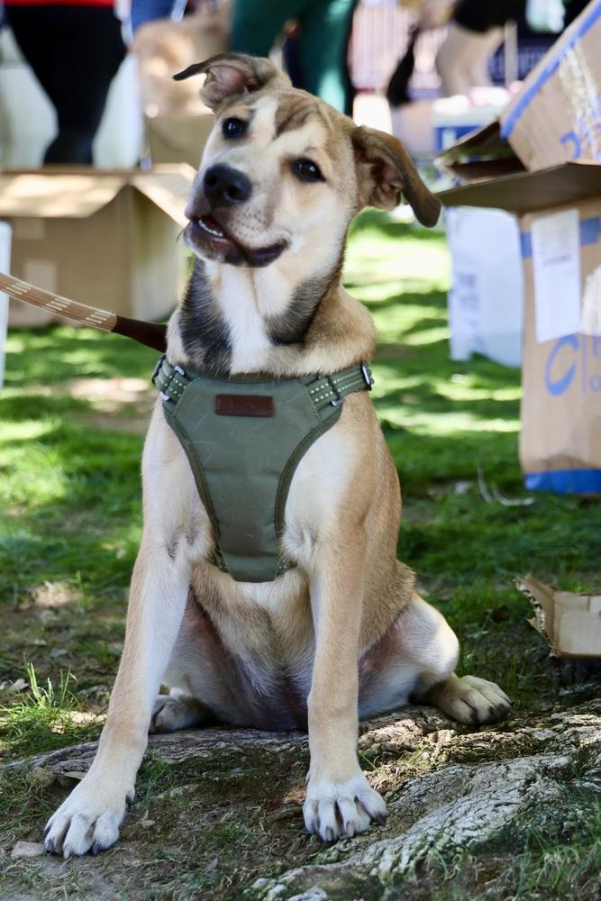 Enlarge Laguna, a Adoptable mixed breed in TUCSON, AZ image 3/6