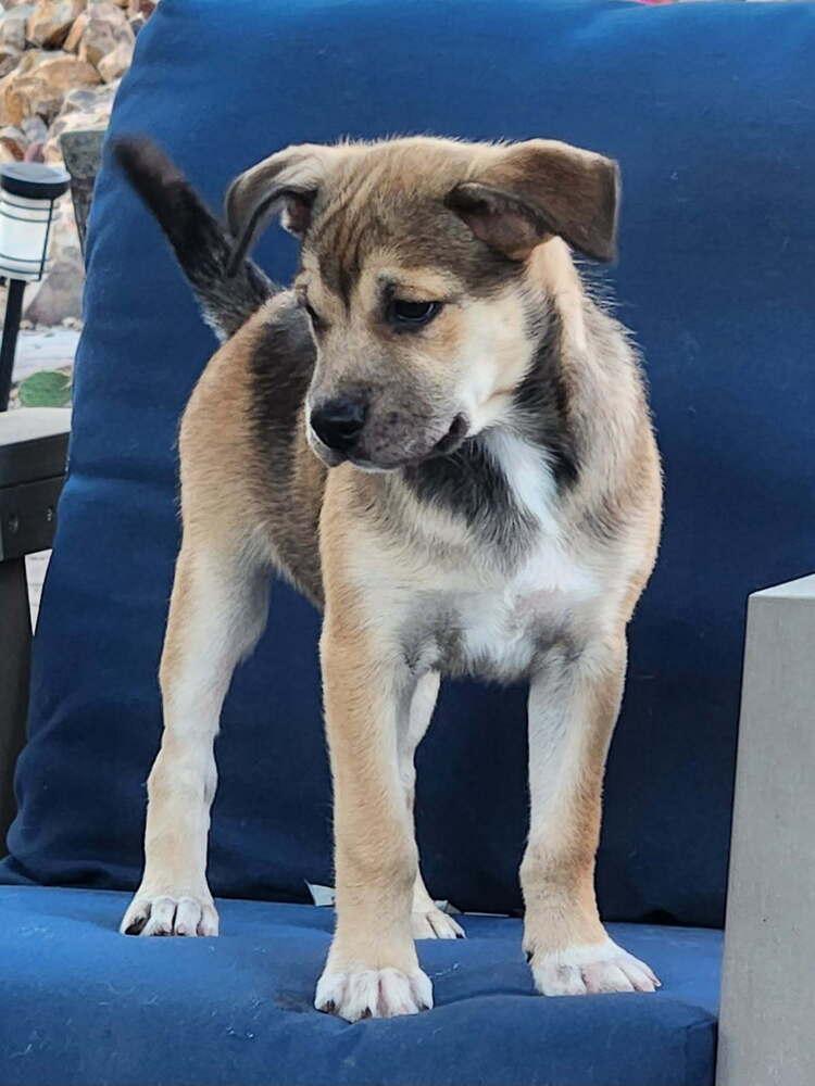 Enlarge Laguna, a Adoptable mixed breed in TUCSON, AZ image 6/6