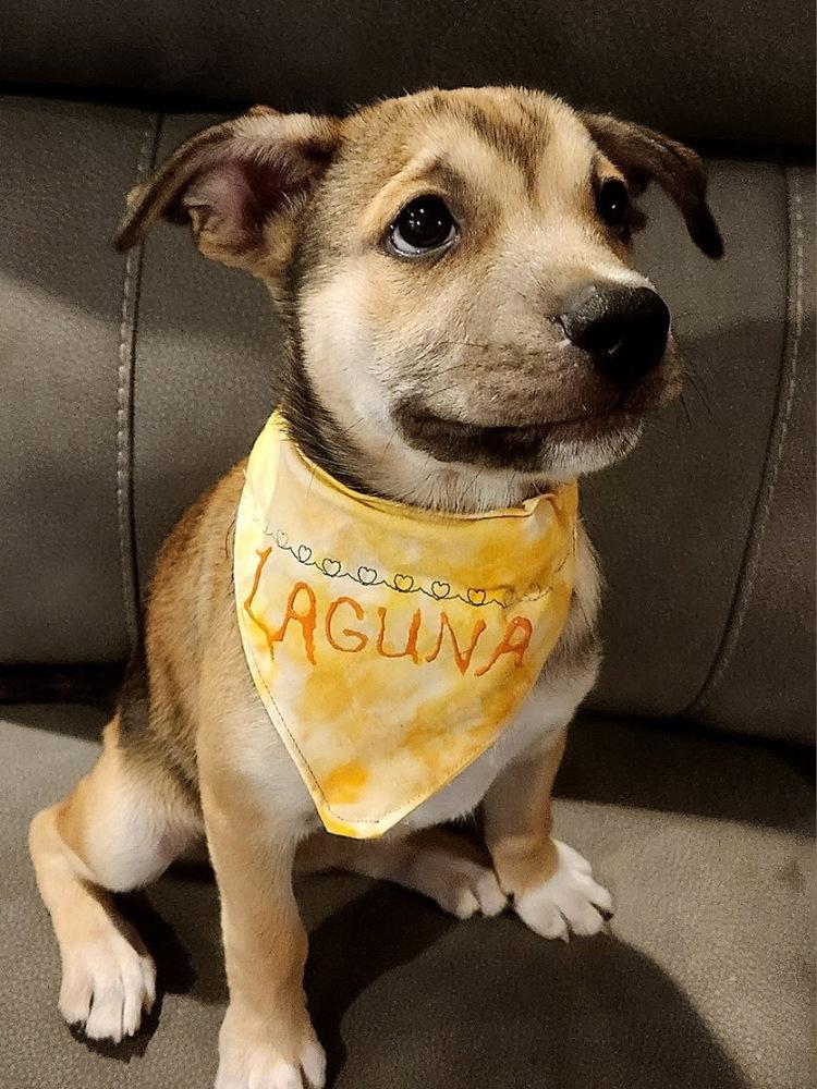 Enlarge Laguna, a Adoptable mixed breed in TUCSON, AZ image 5/6