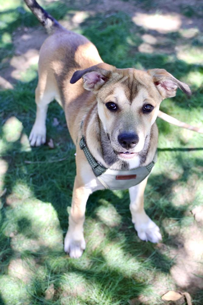 Enlarge Laguna, a Adoptable mixed breed in TUCSON, AZ image 1/6