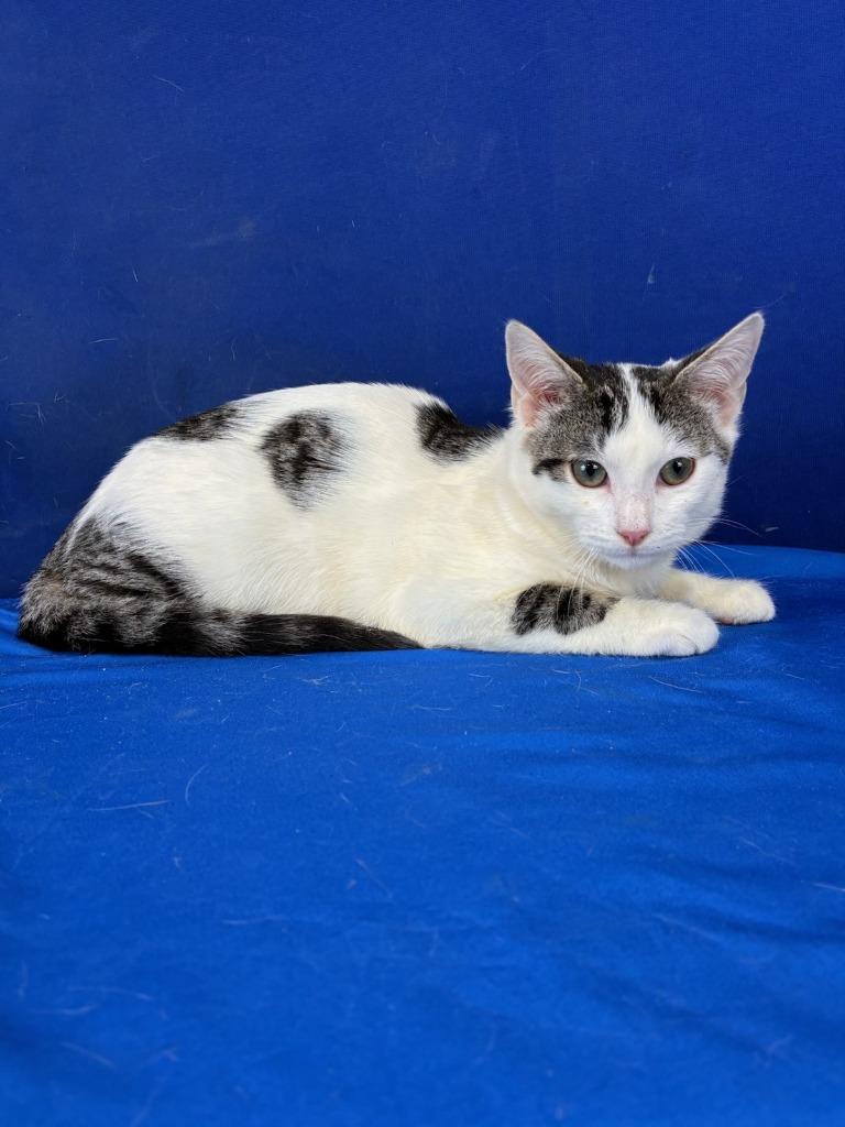 Enlarge Clickbait, a Adoptable American Shorthair in Ruston, LA image 1/1
